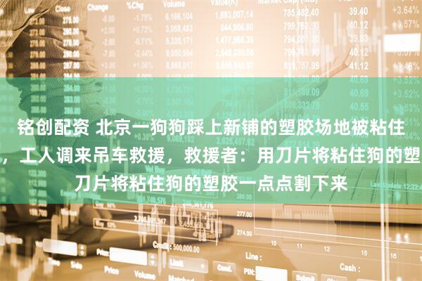 铭创配资 北京一狗狗踩上新铺的塑胶场地被粘住，急得大吼大叫，工人调来吊车救援，救援者：用刀片将粘住狗的塑胶一点点割下来