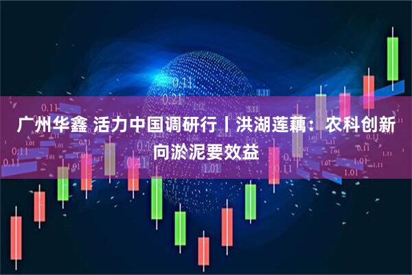 广州华鑫 活力中国调研行丨洪湖莲藕：农科创新向淤泥要效益